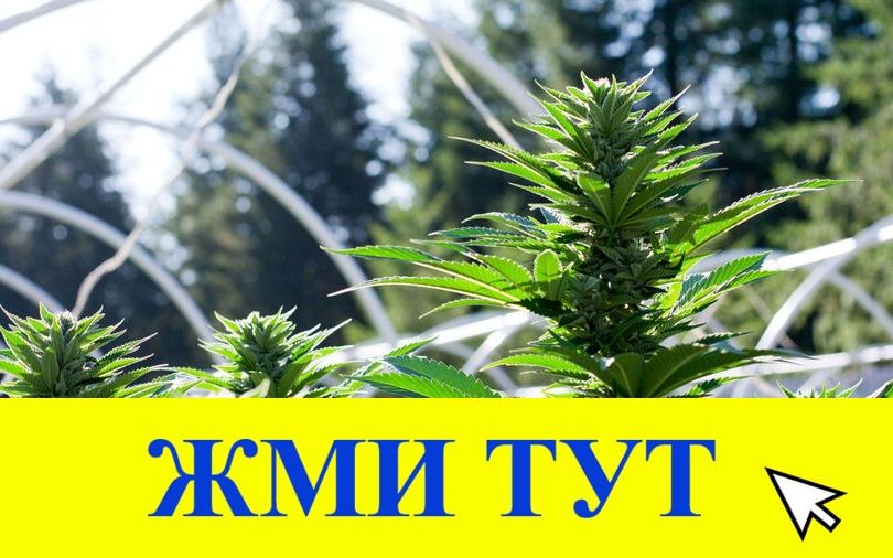 Купить наркотики в Тогучине